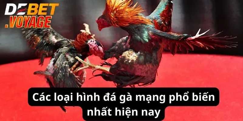 Đá Gà Mạng - Trải Nghiệm Cược Đỉnh Cao Hấp Dẫn 2024 2 Các loại hình đá gà mạng phổ biến nhất hiện nay