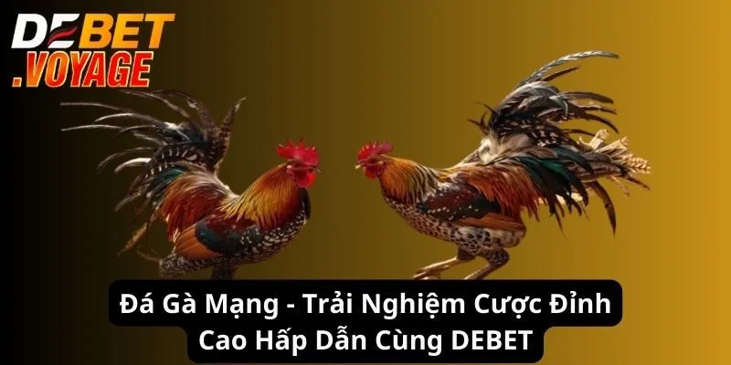 Đá Gà Mạng - Trải Nghiệm Cược Đỉnh Cao Hấp Dẫn 2024