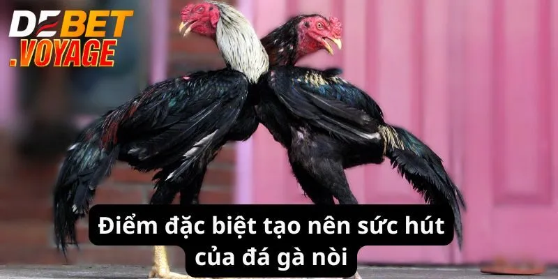 Đá Gà Nòi - Cuộc Chiến Nảy Lửa, Cơ Hội Thắng Lớn Tại Debet 1 Điểm đặc biệt tạo nên sức hút của đá gà nòi