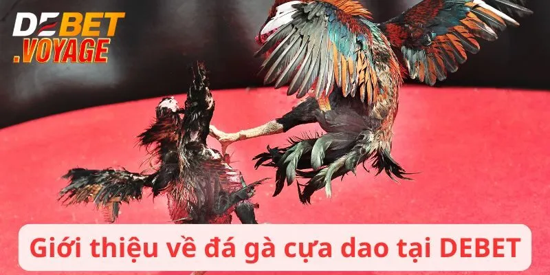 Đá Gà Cựa Dao - Sân Chơi Trực Tuyến Nổi Bật Nhất Tại DEBET 1 Giới thiệu về đá gà cựa dao tại DEBET