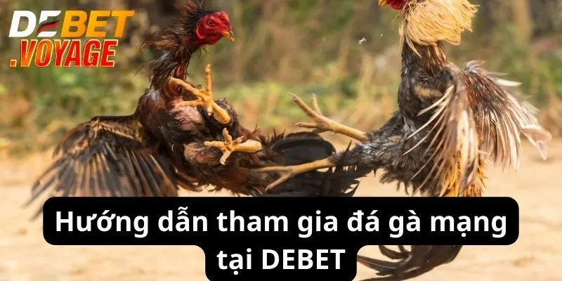 Đá Gà Mạng - Trải Nghiệm Cược Đỉnh Cao Hấp Dẫn 2024 3 Hướng dẫn tham gia đá gà mạng tại DEBET