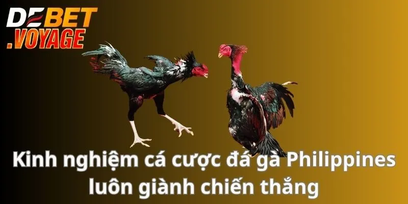 Đá Gà Philippines - Sân Chơi Hấp Dẫn Đẳng Cấp Nhất Châu Á 3 Kinh nghiệm cá cược đá gà Philippines luôn giành chiến thắng