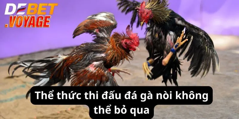 Đá Gà Nòi - Cuộc Chiến Nảy Lửa, Cơ Hội Thắng Lớn Tại Debet 2 Thể thức thi đấu đá gà nòi không thể bỏ qua
