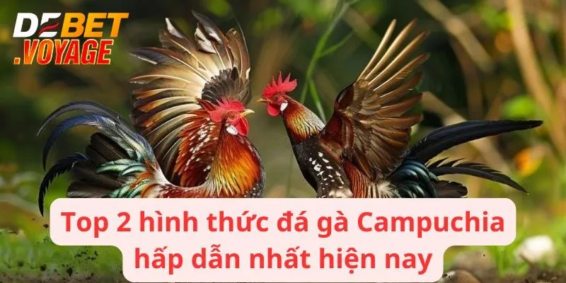 Đá Gà Campuchia - Trải Nghiệm Cuộc Chiến Đầy Kịch Tính 2 Top 2 hình thức đá gà Campuchia hấp dẫn nhất hiện nay